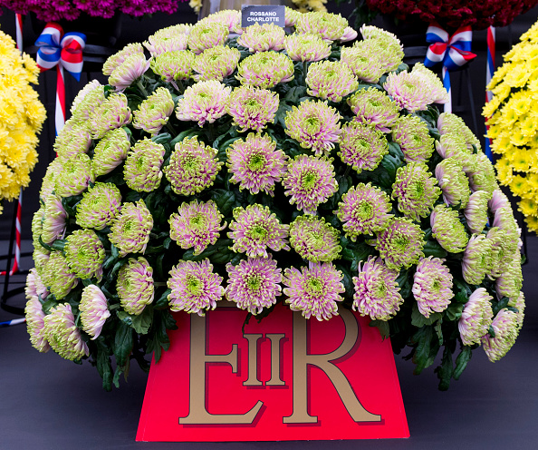 LONDON, ENGLAND - MAY 23: The Princess Charlotte Chrysanthemum is displayed at the Chelsea Flower Show during the press day at Royal Hospital Chelsea on May 23, 2016 in London, England. The show, which has run annually since 1913 in the grounds of the Royal Hospital Chelsea, is open to the public from 24-28 May. (Photo by Mark Cuthbert/UK Press via Getty Images)